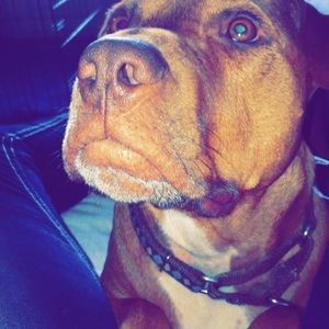 Meet your Posher, Jodi